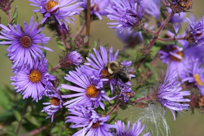 Bee on aster