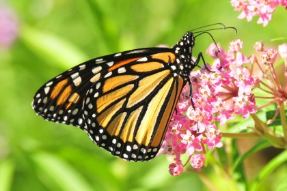 Monarch on milkweed